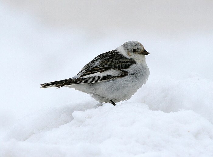 Schneeammer