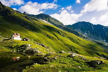 Pflanzen in den Alpen