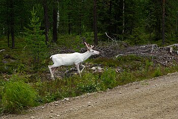 Rentier in Finnland