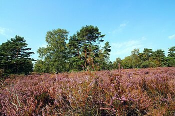 Fischbeker Heide