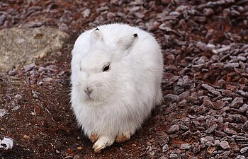 Tiere in Estland: Schneehase