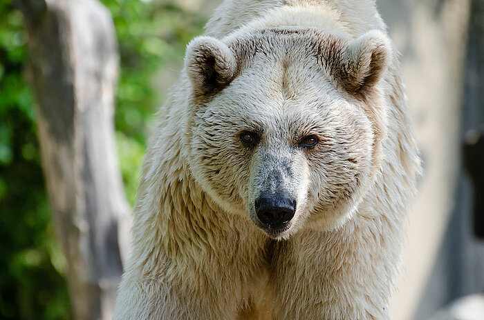 Syrischer Braunbär