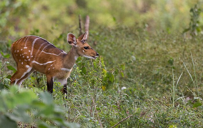 Buschbock im Nationalpark Comoé