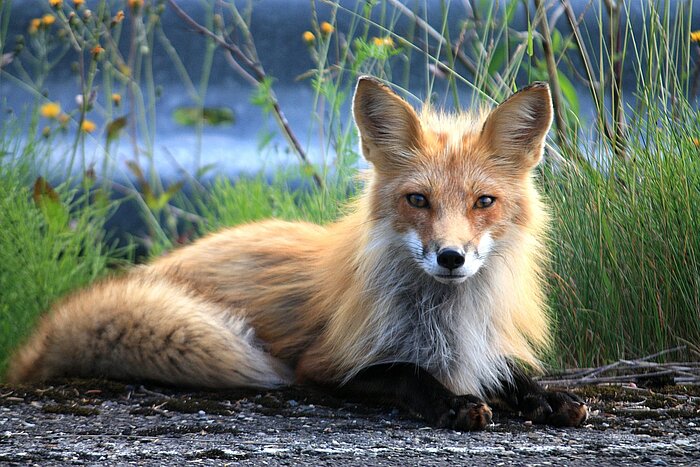 Fuchs in Kanada