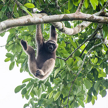 Gibbons, Malaysia