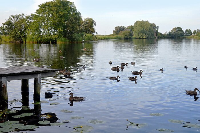 Enten Schleswig-Holstein