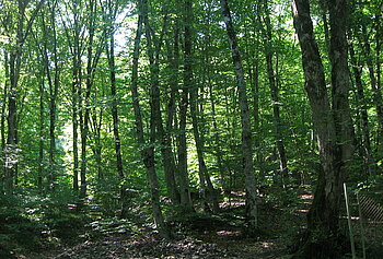 Wald in Aserbaidschan