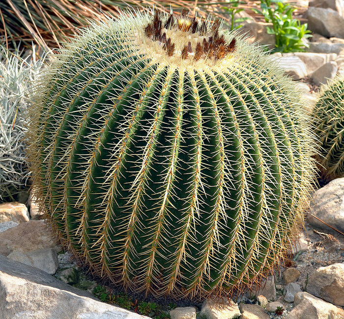 Echinocactus grusonii in Mexiko