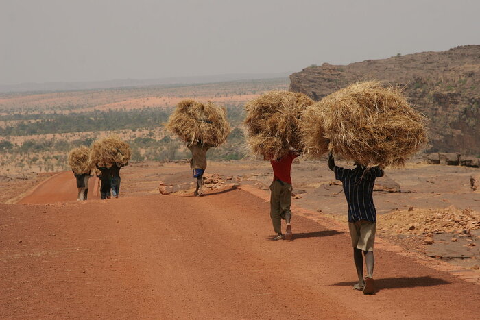 Dogon-Männer in Mali mit Stroh