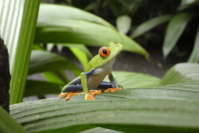 Rotaugenlaubfrosch Tierbeobachtung in Costa Rica