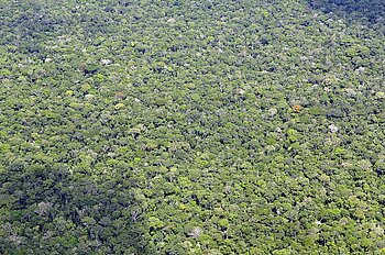Regenwald in Brasilien bei Manaus von oben