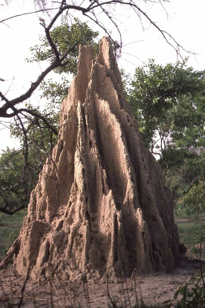 Termitenhügel in der Elfenbeinküste