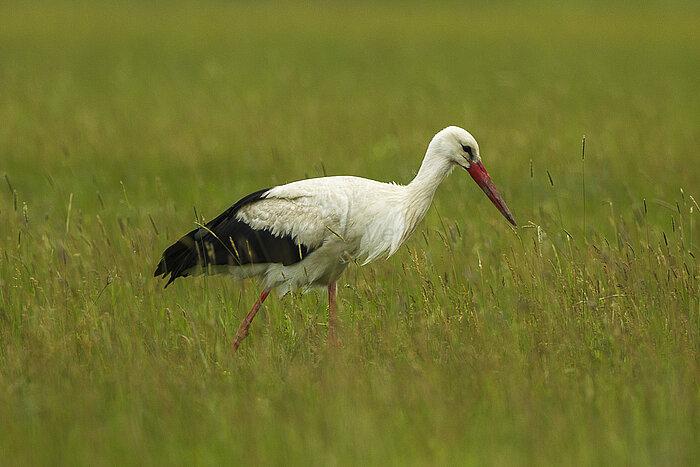 Weißstorch in Ungarn