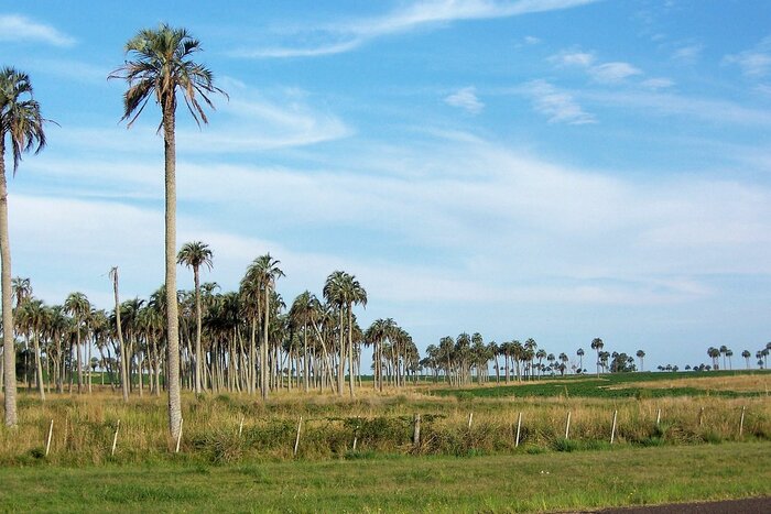 Yatay-Palmen in Uruguay