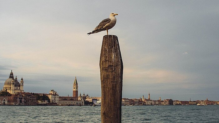 Möwe in Venedig