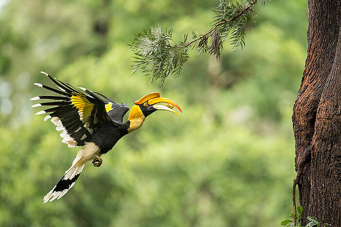 Doppelhornvogel