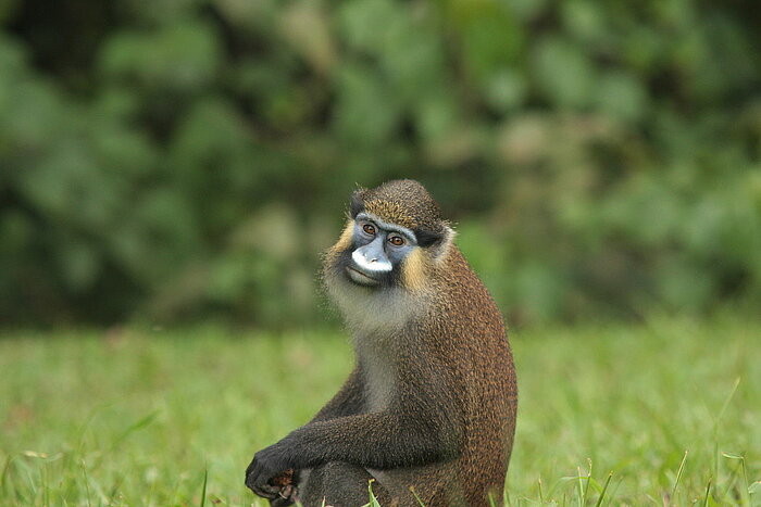 Blaumaulmeerkatze in Gabun