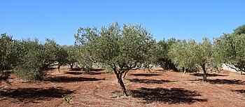 Olivenbäume in Italien