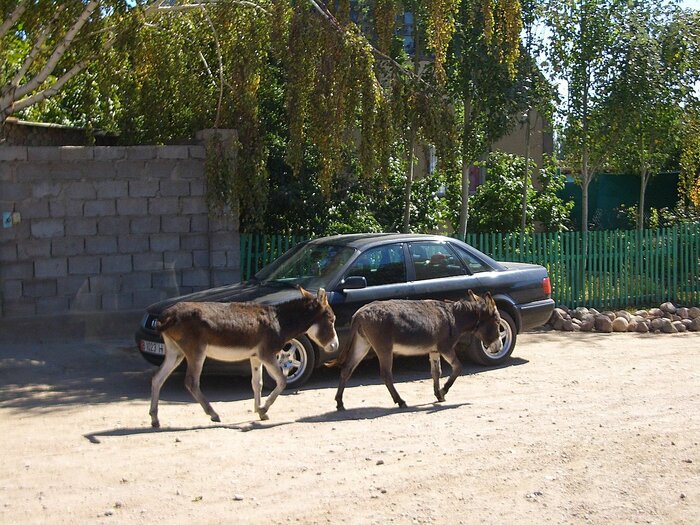 Esel in Kirgisistan