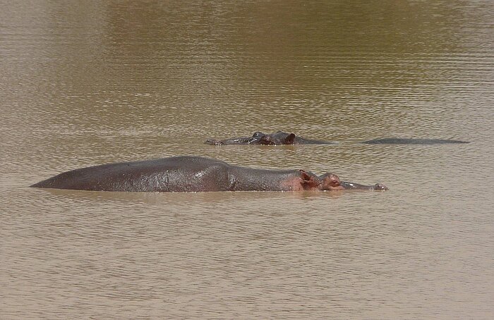 Nilpferd in Benin