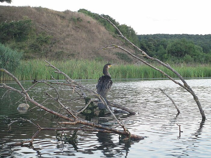 Kormoran am Veleka-Fluss in Bulgarien