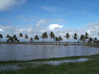 Guyana Landwirtschaft