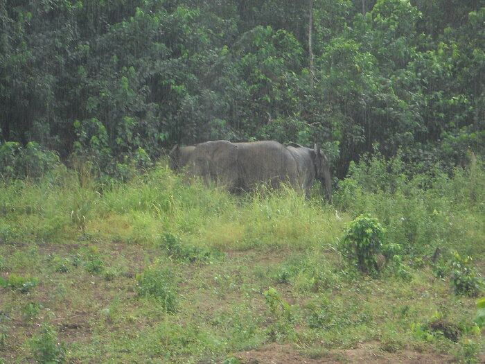 Elefanten in der Elfenbeinküste