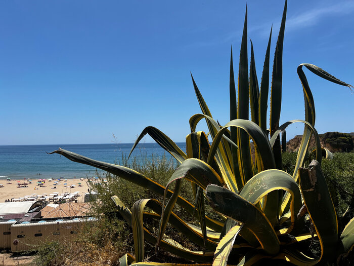 Agave in Portugal Portugal Agaven