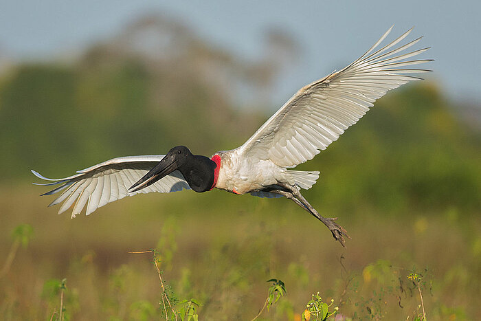 Jabiru