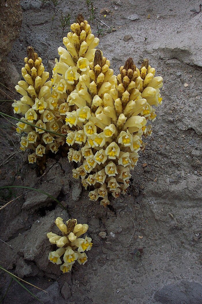 Wüstenpflanze Cistanche tinctorea