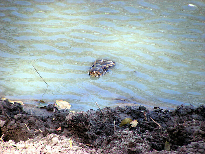 Felsenpython in einem Wasserloch im Senegal