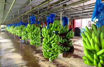 Bananen aus Costa Rica