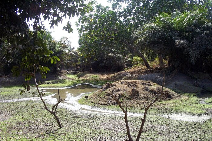 Gambia Natur Natur in Gambia im Abuko Nature Reserve