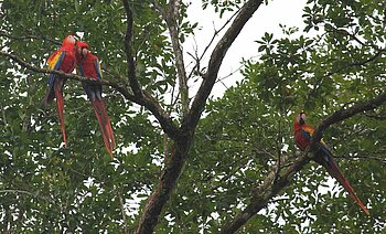 Hellrote Aras in Honduras