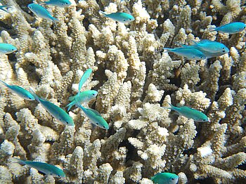 Korallen Great Barrier Reef