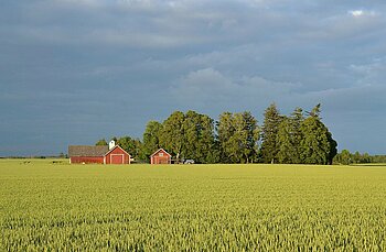 Getreidefeld in Schweden
