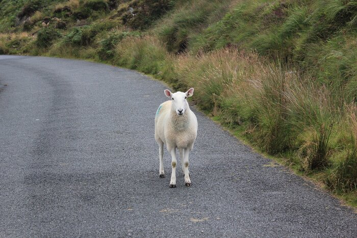 Schaf auf Straße in Irland