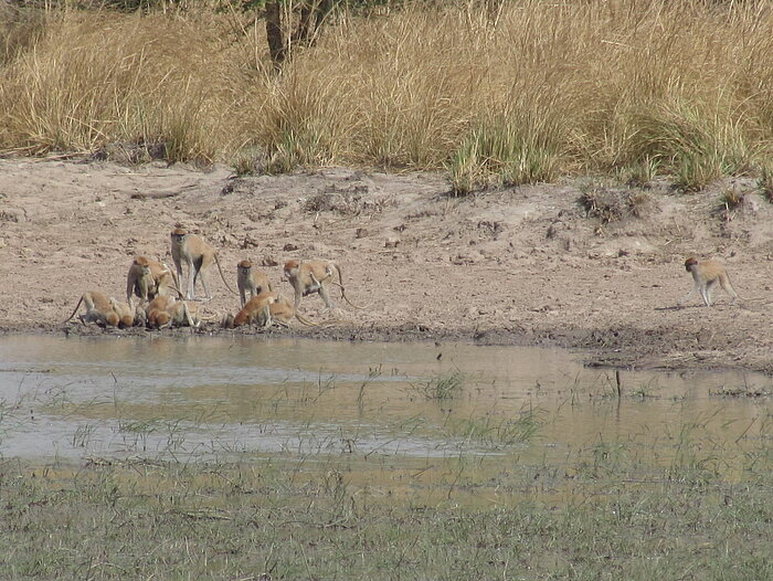 Affen im Nationalpark Pendjari