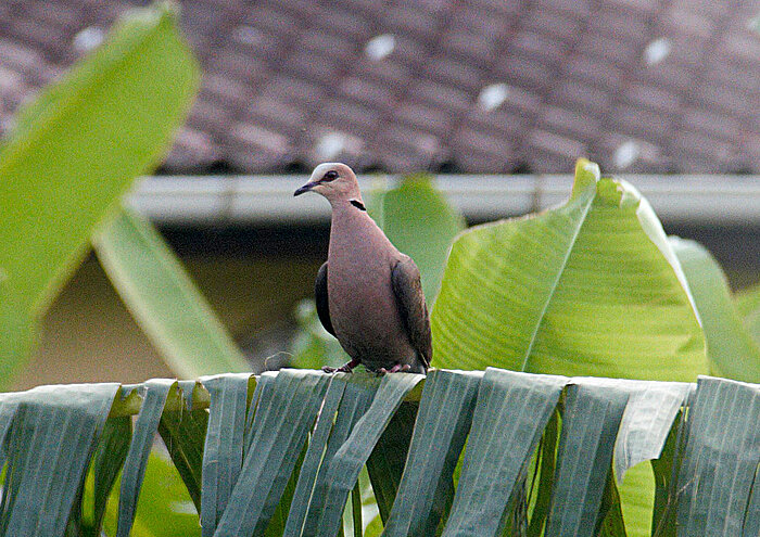 Halbmondtaube auf Bioko