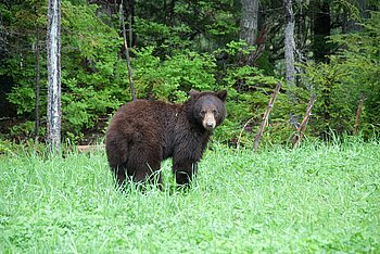 Braunbär in Kanada