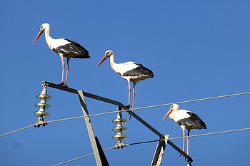 Störche in Portugal