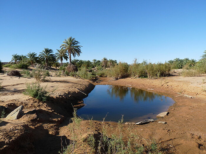 Oase in Mauretanien