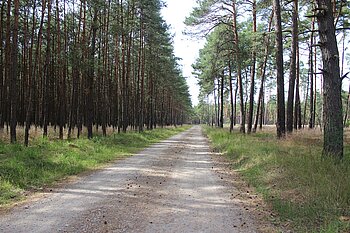 Kiefern in Mecklenburg-Vorpommern