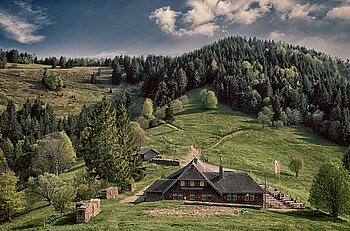 Mischwald im Schwarzwald