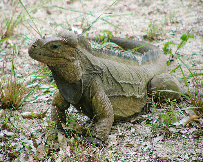 Nashornleguan