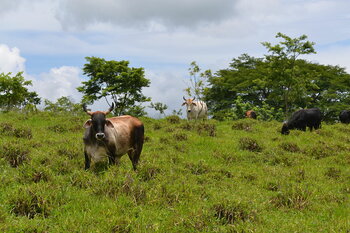 Kühe in Nicaragua