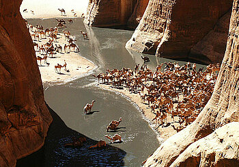 Dromedare in der Guelta d'Archei