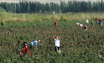 Baumwollpflücker in Usbekistan