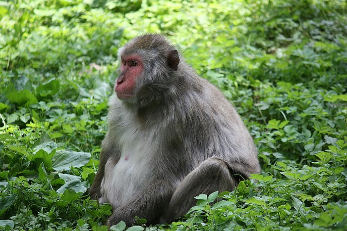 Bonobo