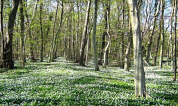 Wald in Dänemark